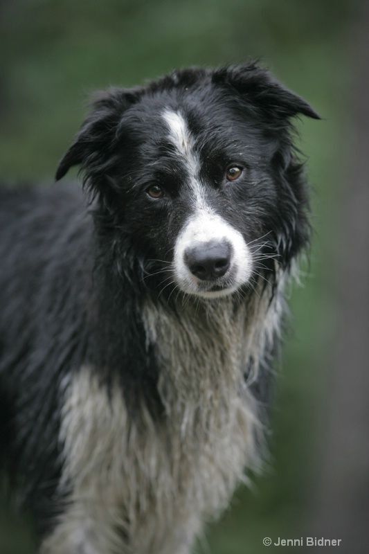 Pin On I Like Big Dogs And Other Animals Too