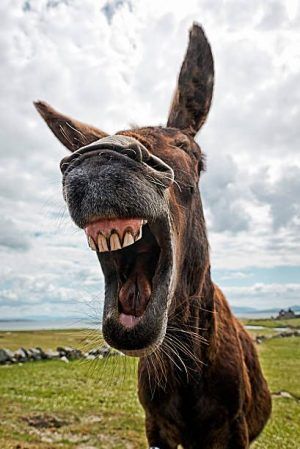 Image result for royalty images of donkeys with funny faces