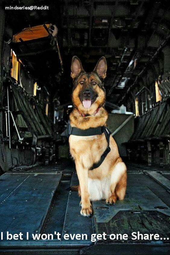 He S A Tripod Like My Fur Baby Wilson Military Dogs War Dogs