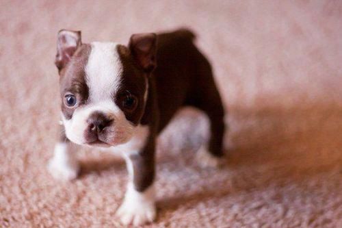 All About Friendly Boston Terrier Puppy And Kids