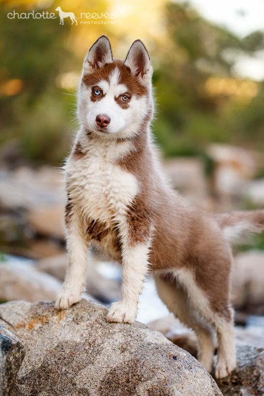 Pin By Sam Theviking Hayes On Animals Siberian Husky Husky