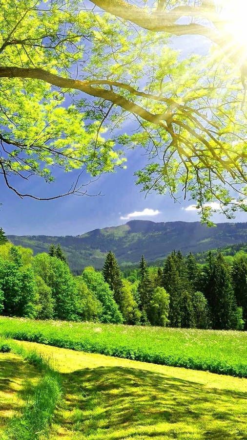 Download Fascinating Nature Mobile Wallpaper | Wallpapers.com