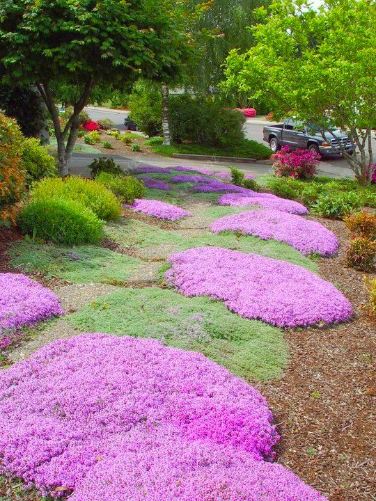 100seeds Bag Creeping Thyme Seeds Or Multi Color Rock Cress Perennial Ground Cover 100seeds Bag Creeping Thyme Seeds Or, Thyme Ground Cover Seeds