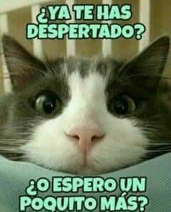 Ya te has despertado?