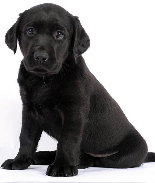 Labs Best Dogs Ever Hands Down Black Lab Puppies Puppies