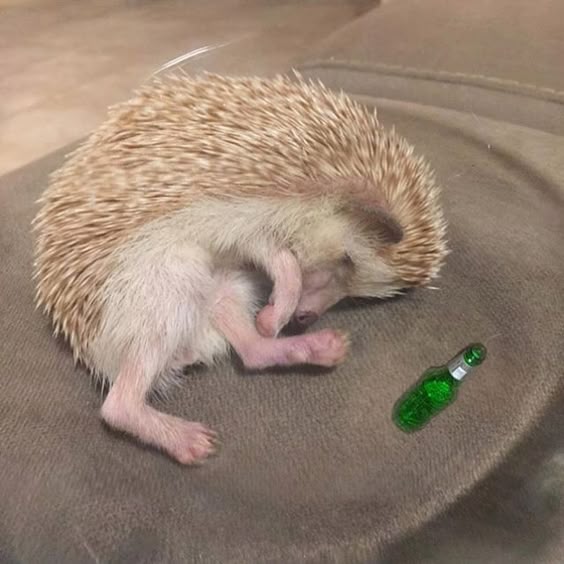 This photo of #ipsyStylist @PromiseTamang's hedgehog Poki just made our Saturday night. #TurntUp #HappySaturday 😂