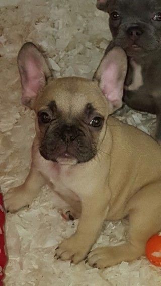French Bulldog Pups French Bulldog Puppies French Bulldog