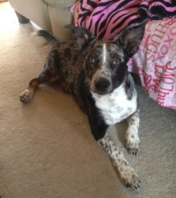 Fuzzy Friend Friday Rocco Lancashire Heeler Heeler Mix Fur