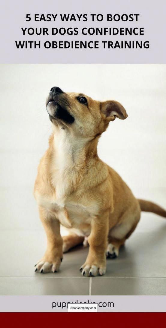Best Tips For Command For Dog Training People Have Their Very Own