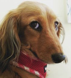 That Face Dachshund Cheeky Doxie Doxie Puppies