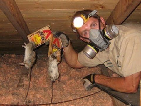 How To Get Rid Of Mice In Your House Amazing Tips For Getting Rid Of Mice Natu Amazin Getting Rid Of Mice Pest Control Getting Rid Of Rats