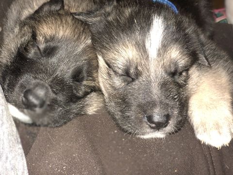 Gerberian Shepsky Mix Puppy For Sale In Dahlonega Ga Adn 66374