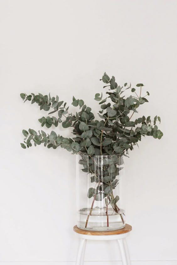 Eucalyptus is one of our favourite plants to bring indoors. It looks so lovely in a large glass vase!