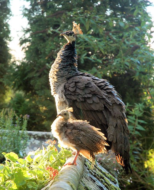 Pea hen - Chick pea
