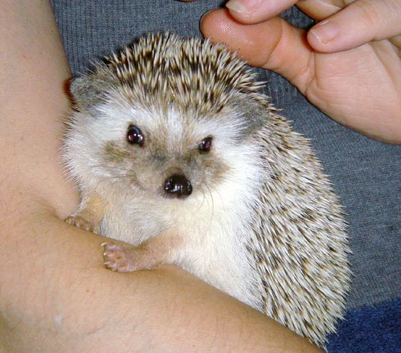 African pygmy hedgehog