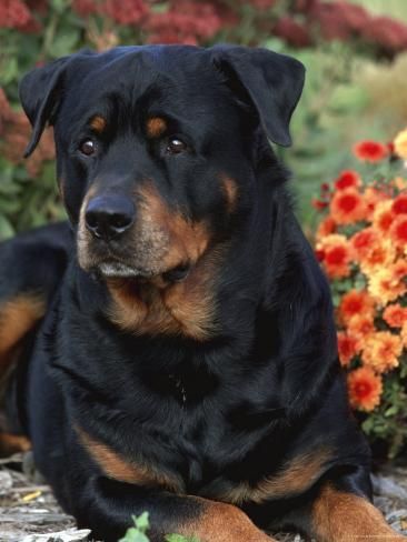 Size: 16x12in Rottweiler Dog Portrait, Illinois, USAWe have more Lynn M. Stone Posters. Choose from our catalog of over 500,000 posters!