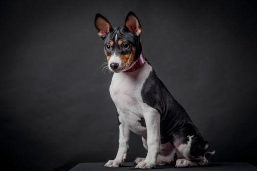 Pin On Medium Dog Breeds Pin On Medium Dog Breeds