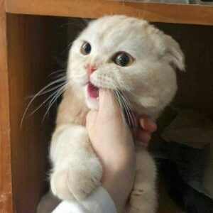 Best WhatsApp DP | Images for WhatsApp | Love, Stylish, Cute, Alone