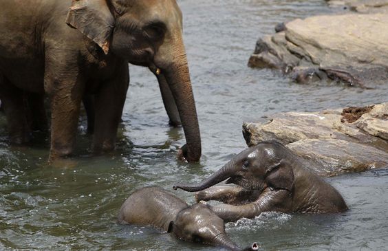 World Elephant Day