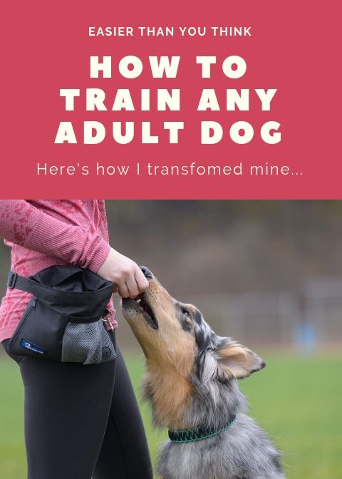 Everyone Says That You Cannot Teach An Old Dog New Tricks This Is