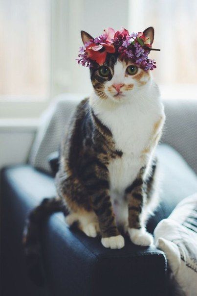 gatinha com coroa de flores
