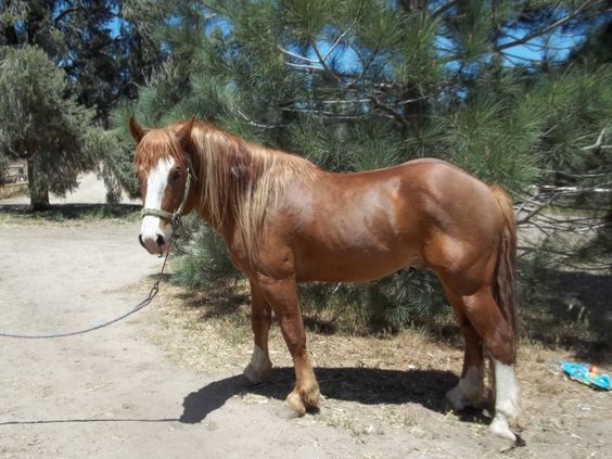 Arabian/Quarter Horse cross, pic. 2 | Horses, Part 2 | Pinterest ... Arabian/Quarter Horse cross, pic. 2 | Horses, Part 2 | Pinterest ...