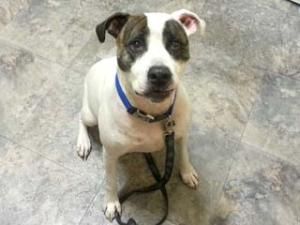 Apbt Dillingers Tony Montana An Awesome Specimen Best In Pitbulls Dog Breeds Canine Pet Dogs Pitbul American Pitbull Terrier Pitbull Terrier Pitbulls