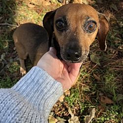 Pin By The Wooden Frog On Adopt Me Pet Adoption Animal Rescue Pets