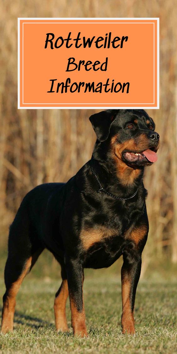 Rottweiler Breed Information