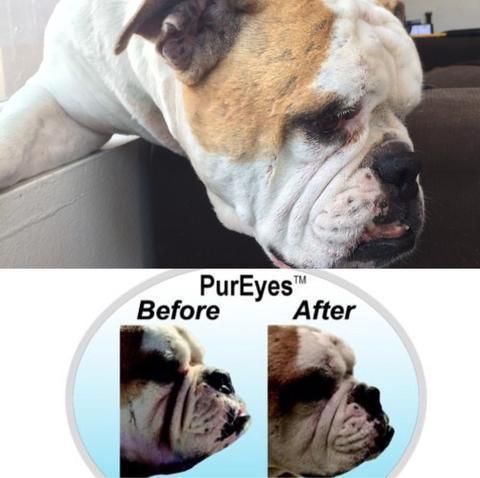 News Tagged Quot Tear Stain Remover For Dogs Quot Innovet