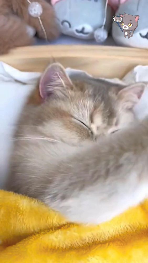 Good Morning Cats Lover
