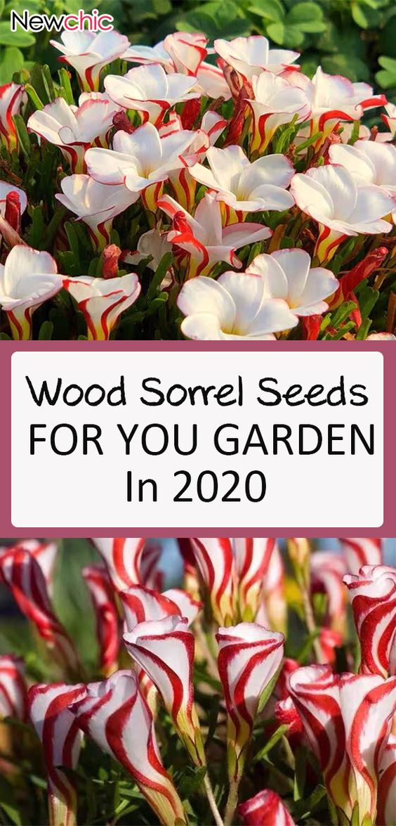 100Pcs Seeds Oxalis Versicolor Candy Cane Sorrel Garden Home Perennial Plants 100Pcs Seeds Oxalis Versicolor Candy Cane Sorrel Garden Home Perennial Plants