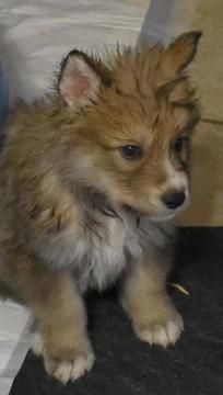 Wolf Hybrid Puppy For Sale In Odessa Tx Adn 68677 On Puppyfinder