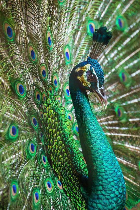 peacock-bird