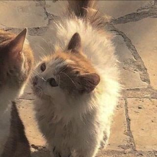 ˖◛⁺⑅♡ discord.gg/matchingpfp
