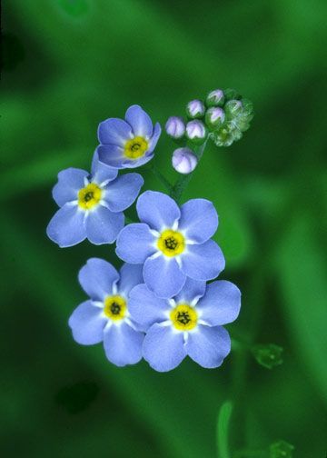 How to Grow Forget-Me-Nots at Home in a Pot | Hunker