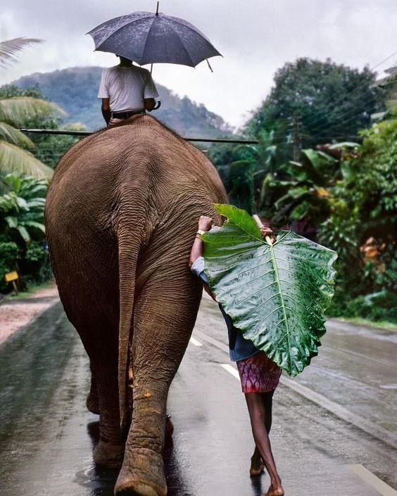 #srilanka #travel #nature