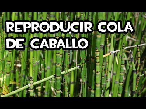 Como Reproducir Cola De Caballo División De Matas Youtube Cola De Caballo Planta Cola De Caballo Plantas En Maceta