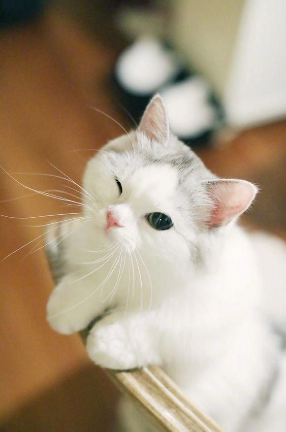 Kawaii Cute Asian Cat Edit Pink Heart Pink Filter Nom Face With