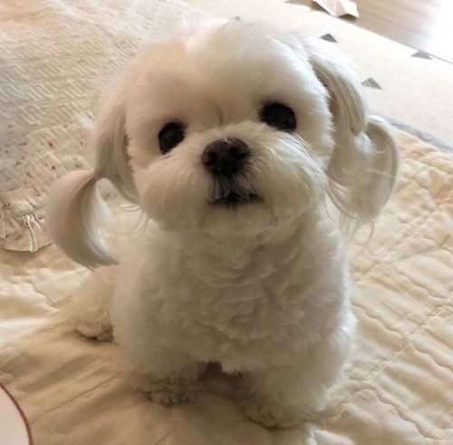 Cute Dog Cute Dog Cute Dogs And Puppies Baby Animals Funny