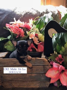 Litter Of 9 Chihuahua Puppies For Sale In Meridian Ny Usa Adn