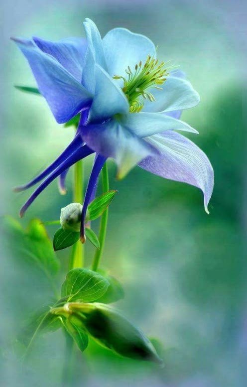 How to Grow Spurred Columbine Flowers for Butterflies