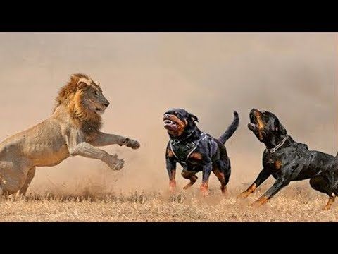El Nuevo Perro Poderoso Presa Mayo Youtube Giant Dogs Dog Pictures Rottweiler Puppies