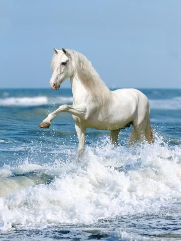 size: 24x18in Photographic Print: Dream Horses 097 by Bob Langrish :