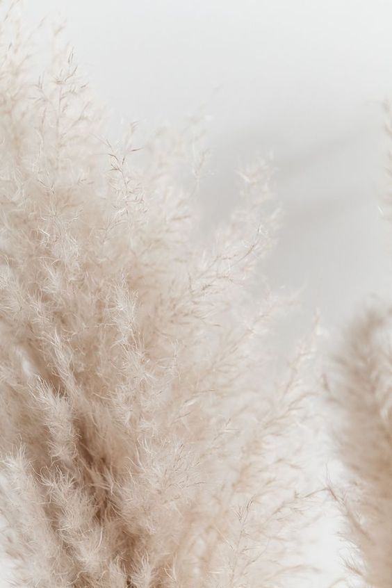 pix Soft Beige Aesthetic Wallpaper Iphone super soft beige wallpaper beige