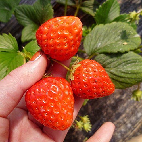 50pcs Strawberry Fruit Seeds