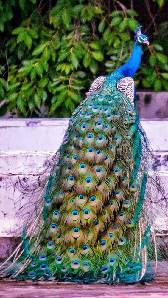 peacock-bird
