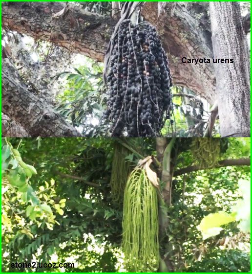 قريوطة محرقة Caryota Urens قسم الفواكه النبات معلومات نباتية وسمكية معلوماتية Hair Styles Dreadlocks Beauty
