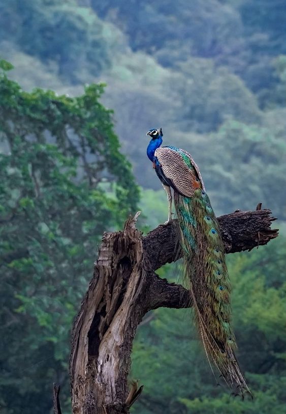 Indian Peacock taken in Rajasthan, India on September, 2019 !