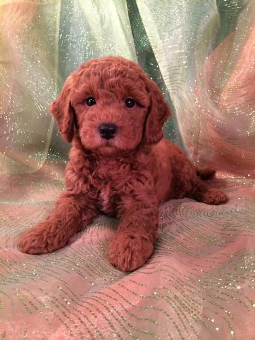 Image Result For Bichon Poodle Mix Poodle Puppies For Sale